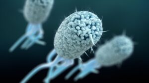 I casi di E.coli “probabilmente aumenteranno” dopo un’epidemia legata a un “alimento” che lascia decine di persone in ospedale