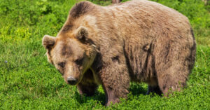 Turista aggredito da un orso a Dro, in Trentino: ricoverato con ferite a braccia e gambe
