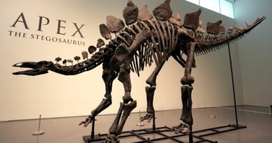 Un fossile di dinosauro quasi completo viene venduto per la cifra record di 34 milioni di sterline