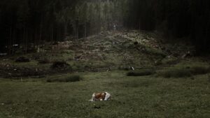 Le foreste viste dallo spazio