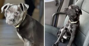 Si chiama Chilbrador ed è un incrocio tra Labrador e Chihuahua: perché è meglio non farsi intenerire da questo cucciolo (che tutti vogliono)