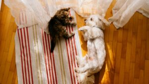 I migliori amici dell’uomo o litigano come cani e gatti? Come incoraggiare gli animali domestici ad andare d’accordo