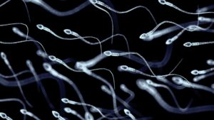 Gli uomini con uno sperma più sano vivono più a lungo, secondo uno studio