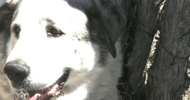 Un bambino smarrito nella natura a chilometri di distanza da casa viene portato in salvo da un cane