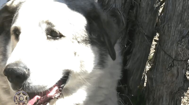 Un bambino smarrito nella natura a chilometri di distanza da casa viene portato in salvo da un cane