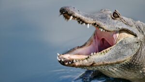 Donna uccisa da un alligatore in un lago della Florida