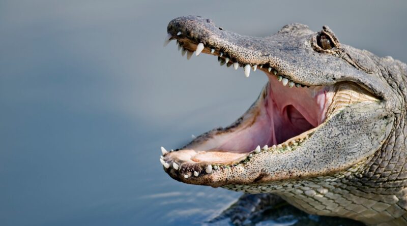 Donna uccisa da un alligatore in un lago della Florida