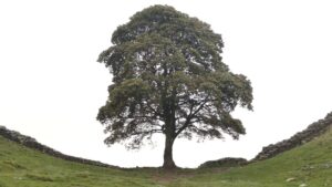 Due uomini riconosciuti colpevoli di aver abbattuto il famoso albero di Sycamore Gap