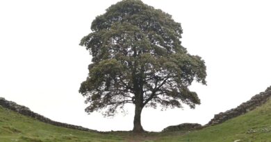 Due uomini riconosciuti colpevoli di aver abbattuto il famoso albero di Sycamore Gap