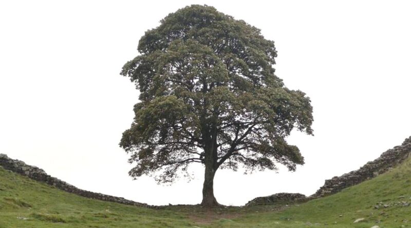 Due uomini riconosciuti colpevoli di aver abbattuto il famoso albero di Sycamore Gap