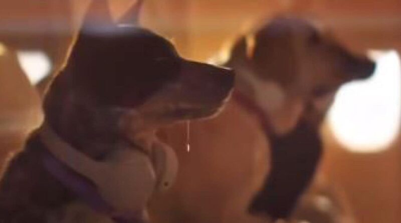 L’Enac autorizza il trasporto in cabina di animali domestici oltre i 10 kg