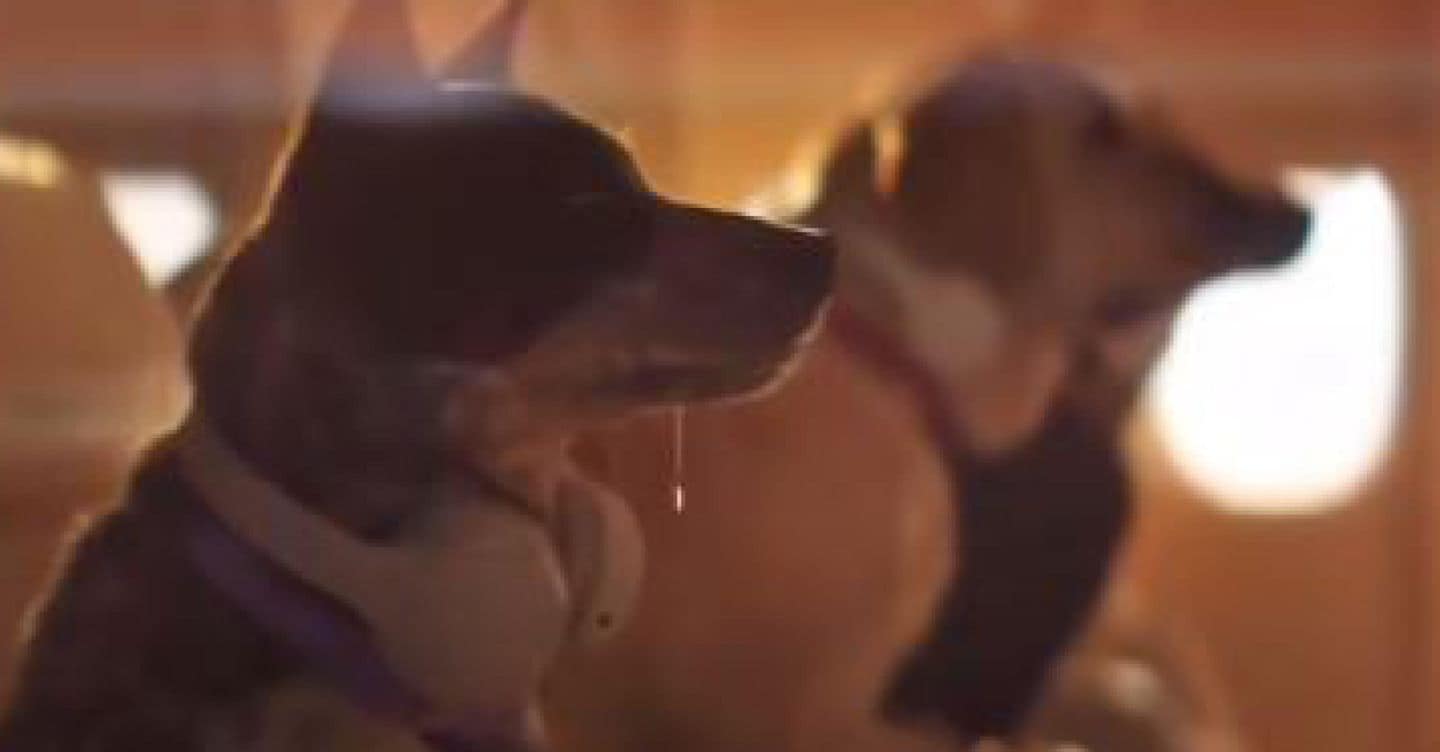 L’Enac autorizza il trasporto in cabina di animali domestici oltre i 10 kg