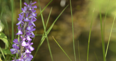 Giornata della biodiversità, Italia in ritardo di 80 anni per i target Ue: rischiano anche le orchidee