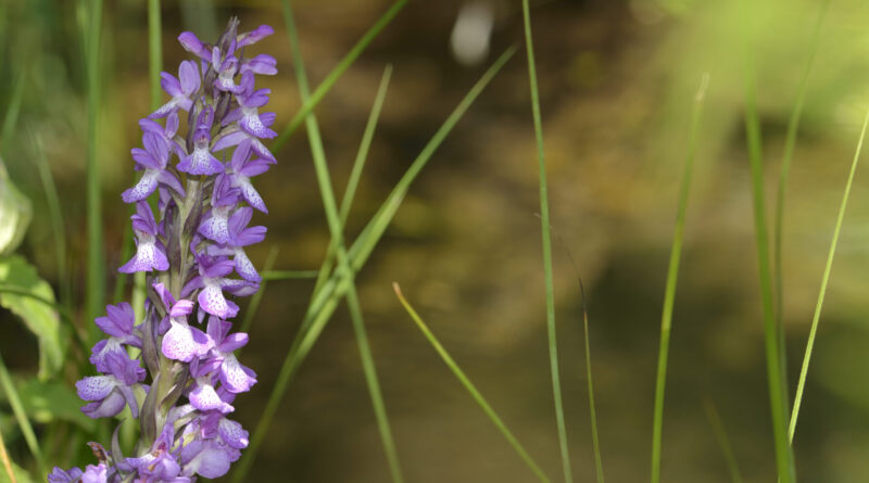 Giornata della biodiversità, Italia in ritardo di 80 anni per i target Ue: rischiano anche le orchidee