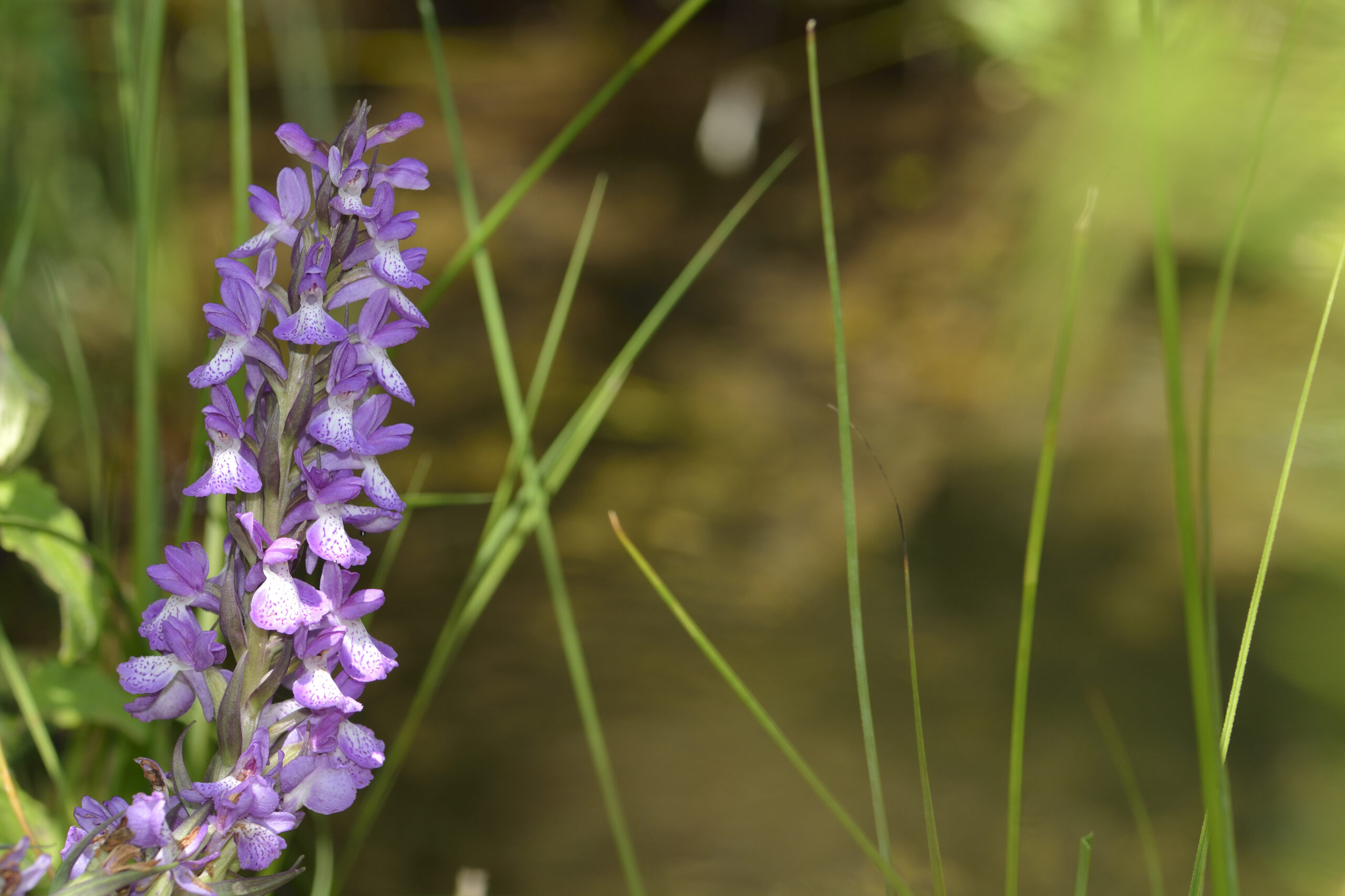 Giornata della biodiversità, Italia in ritardo di 80 anni per i target Ue: rischiano anche le orchidee