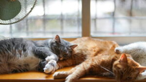 I primi gatti domestici arrivati in Europa solo 2.000 anni fa