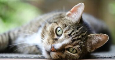 Arriva la cura per la Fip dei gatti: autorizzato l’impiego veterinario del Remdesivir