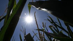 Terza ondata di caldo almeno fino al 20 luglio, lunedì 43 gradi in Sardegna