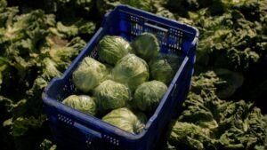 Il più grande distributore alimentare degli Stati Uniti riduce il numero dei fornitori a causa dell’aumento dei casi di “diarrea esplosiva”